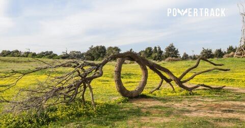 Giornata internazionale dell'albero